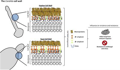 The Fungal Cell Wall: Candida, Cryptococcus, and Aspergillus Species